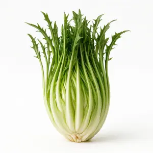 Piantina viva di Puntarelle di Gaeta in cubetto di lana di roccia: cicoria catalogna laziale per idroponica e acquaponica