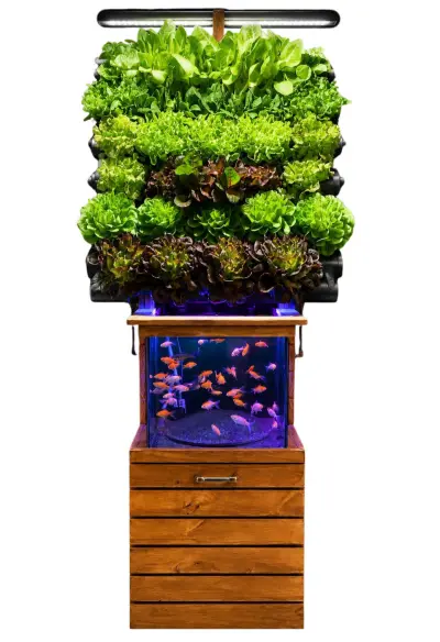 Hortet impianto acquaponica design da terrazza casa con acquario canaline e LED fuori suolo vista frontale
