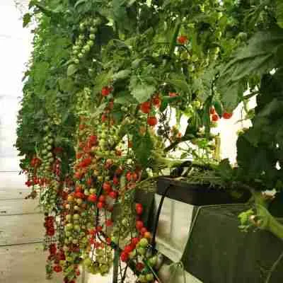 Canaline NFT per coltivazione di pomodori in idroponica e acquaponica, sistema fuori suolo in serra