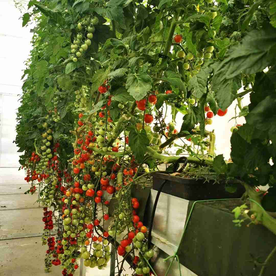 Canaline NFT per coltivazione di pomodori in idroponica e acquaponica, sistema fuori suolo in serra