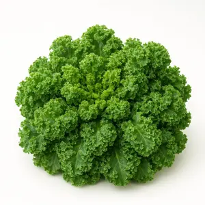 Piantina viva di Cavolo Riccio Kale in lana di roccia: superfood a foglie arricciate per idroponica, acquaponica e aeroponica