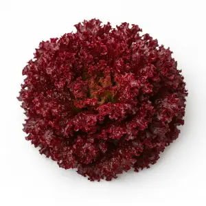 Lattuga Lollo Rossa in primo piano: cespo a rosetta con foglie arricciate rosso-bordeaux per idroponica e acquaponica