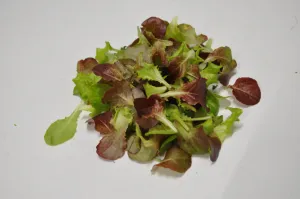 Mix Lattughino LT476SM con foglie rosse e verdi di insalatina primavera, raccolto idroponico