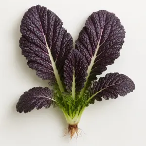 Piantina viva di Senape Viola di Osaka in lana di roccia: foglie viola piccanti per idroponica e acquaponica