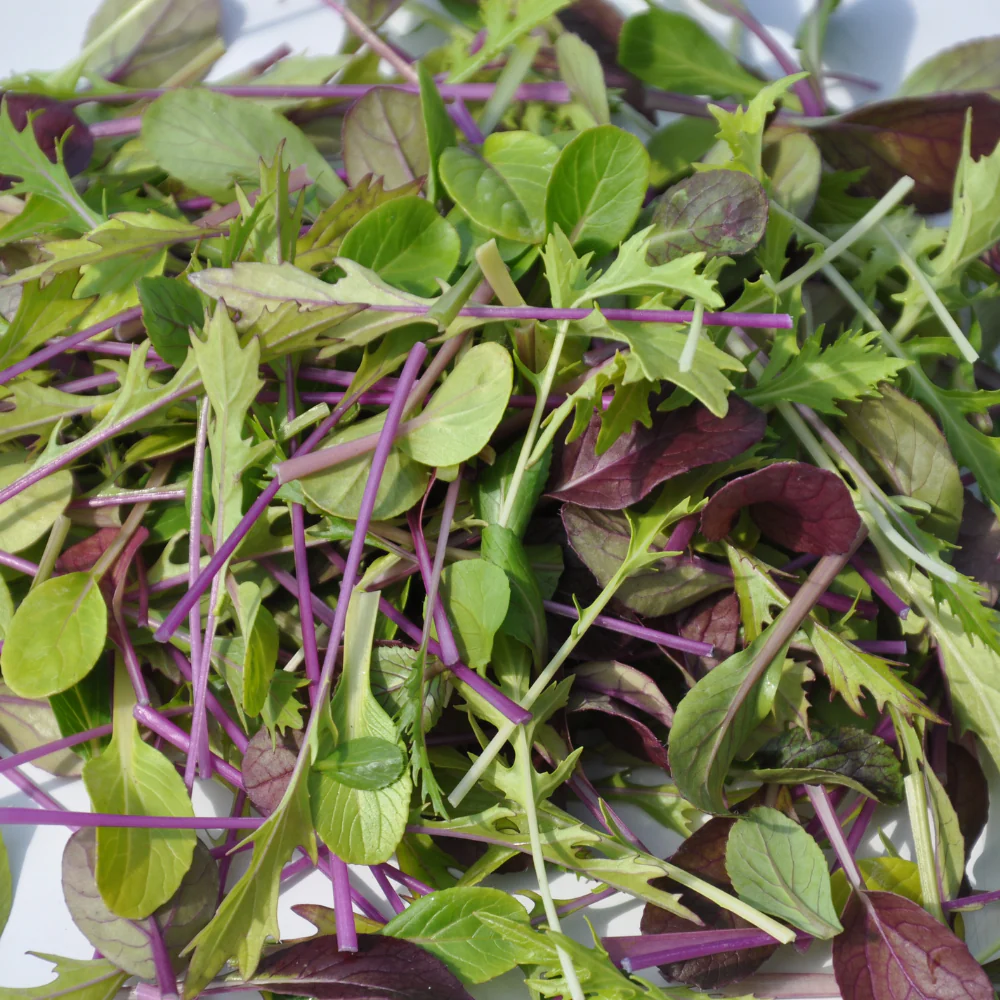 Mix Baby Leaf Orientali SM4.77 con mizuna verde e rossa, pak choi e mostarda, raccolto idroponico fresco