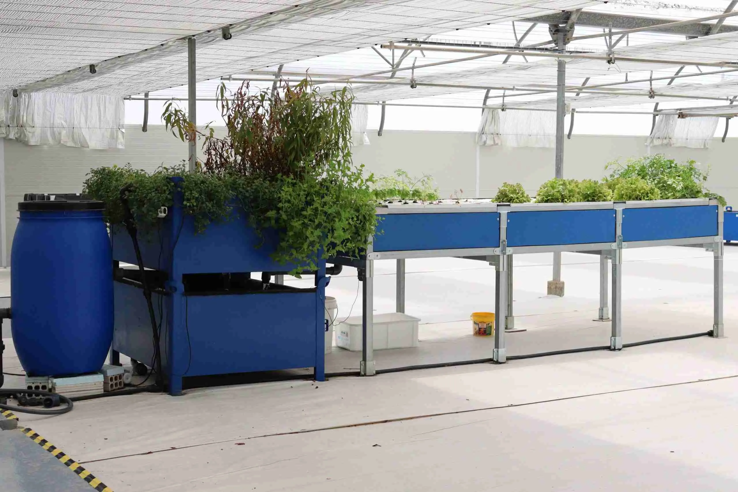 Impianto acquaponica Blue Garden Green in Blue serra commerciale B2B coltivazione fuori suolo