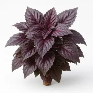 Piantina viva di Basilico Rosso in lana di roccia: foglie viola-bordeaux profumate per idroponica, acquaponica e aeroponica