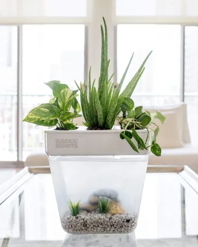 Back to the Roots Water Garden Duo – Kit Acquaponico da Tavolo