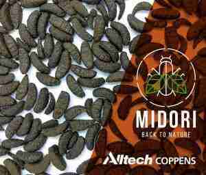 Midori – Mangime Galleggiante con Farina di Insetti per Koi