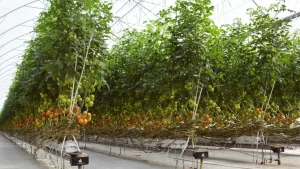 Serra professionale con impianto idroponico a canaline per coltivazione di pomodori fuori suolo con grappoli maturi