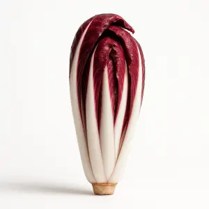 Piantina viva di Radicchio Rosso di Treviso Tardivo in lana di roccia: cespo veneto IGP per idroponica e acquaponica